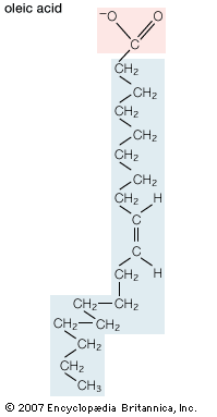 Structural formula of oleic acid.