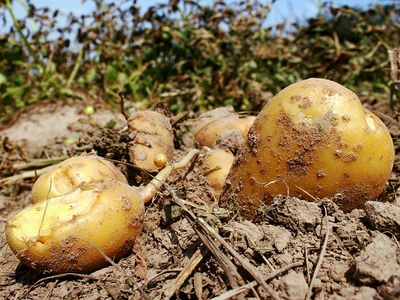 Harvested potatoes in field. (root, vegetable, starch, tuber)