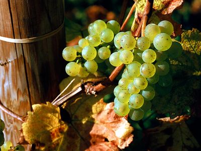 Fruit. Grapes. Grapes on the vine. White grape. Riesling. Wine. Wine grape. White wine. Vineyard. Cluster of Riesling grapes on the vine.