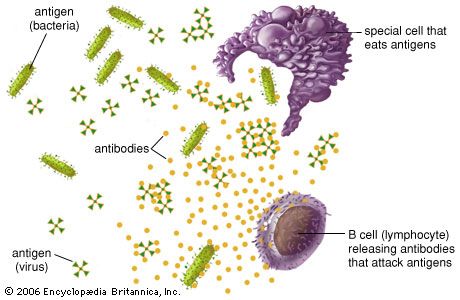 immune system: antigens