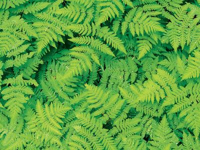 Cluster of green ferns. Pteridophytes, plants, greenery, flora, tracheophytes.