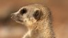 Survival struggles in a meerkat colony