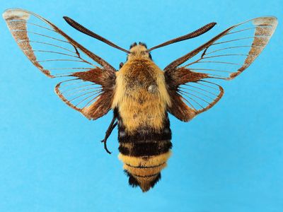 A moth of the genus Hemaris. part of the insets unclocked project