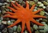 examine a variety of echinoderm species such as starfish, basket star, sand dollar, and sea cucumber