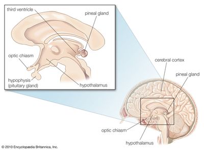 Ependymal cells called tanycytes have long processes that extend from the third ventricle to neurons and capillaries in nearby parts of the brain, including the pituitary gland and the hypothalamus.