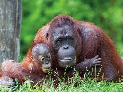 Mother orangutan (Pongo pygmaeus) with her baby (photo taken in a zoo).