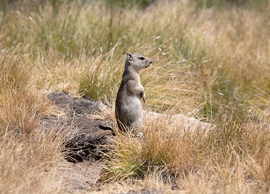 Belding's ground squirrel; Spermophilus beldingi