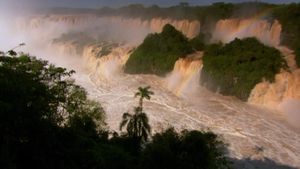 Dusky swifts: Surviving against the odds at Iguaçu Falls