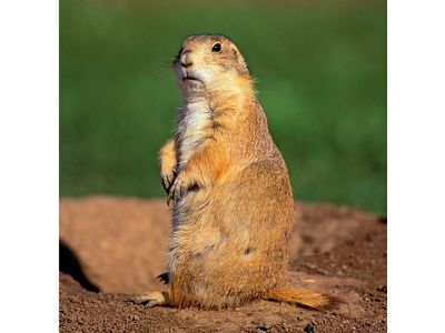 prairie dog. An alert Black Tailed Prairie Dog this rodent belongs to the squirrel family and creates underground burrows.