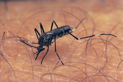 Aedes mosquito; mosquito-borne disease