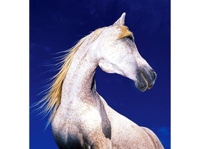 horse. white horse against blue sky, mammal