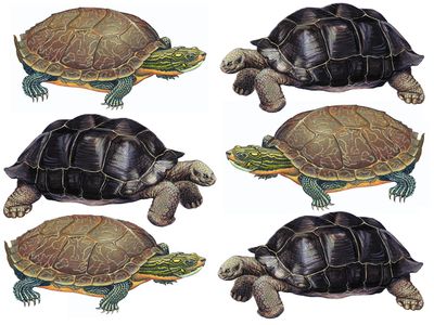 Turtle, tortoise, reptile. Uses assets 88582 & 89606