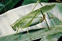 Fork-tailed bush katydid (Scudderia furcata).