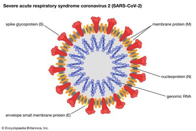 SARS-CoV-2