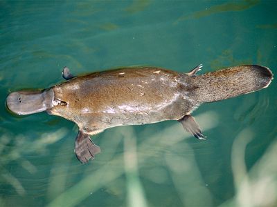 Platypus (Ornithorhynchus anatinus) swimming on the surface of a creek. Water Australia mammal monotreme