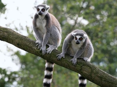 Two ring-tailed lemurs (Lemur catta), sitting in a tree, Madagascar.