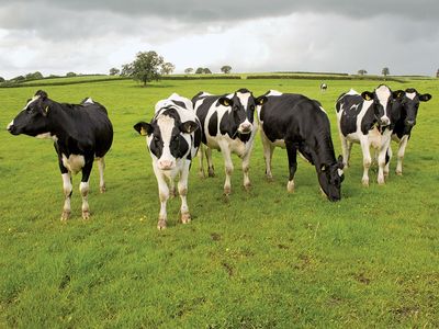 Group of black and white cows in a pasture, Waltshire, England.