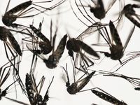 Samples of Aedes aegypti mosquitoes, responsible for transmitting dengue and Zika, sit in a petri dish