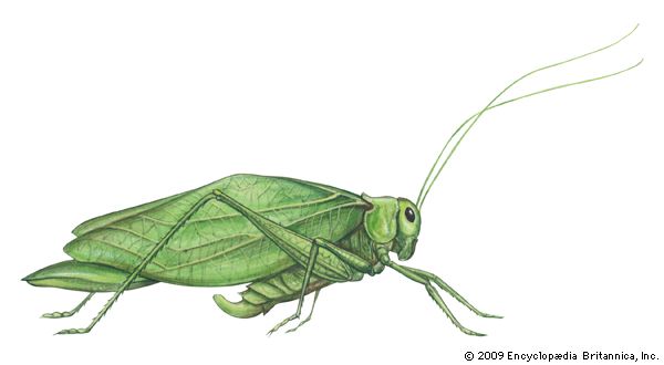 greater angle-wing katydid