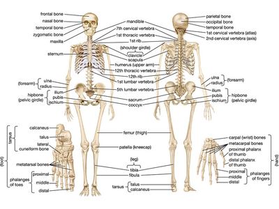 front and back views of human skeleton, skeletal system, bones, human anatomy
