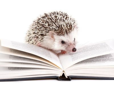 African hedgehog on an open book against a white background.