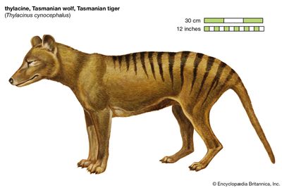 thylacine