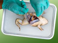 Science studient dissecting frog