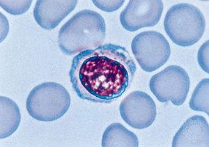 human lymphocyte