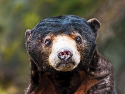 Sun bear, also called bruang, honey bear, or Malayan sun bear (Helarctos malayanus) cub. A bear found primarily in the tropical rainforest.