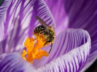 Macro image of pollen-covered bee on purple crocus. (flowers, stamen, pollination, insects, nature)