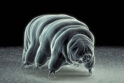 tardigrade; water bear