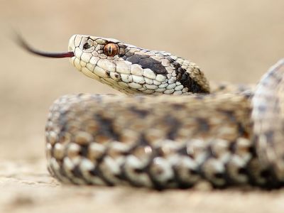 Female meadow adder snake (Vipera ursinii) Also called meadow viper or Ursini's viper. Reptile venomous poisonous tongue