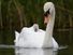 Mute swan with cygnet. (birds)