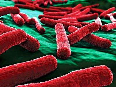 E. coli bacteria close up. (false color)