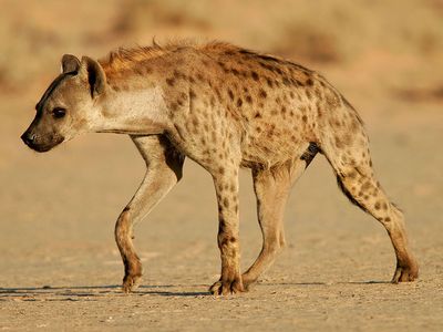 Spotted hyena or laughing hyena  (Crocuta crocuta), South Africa. (scavenger; African animal, mammal).