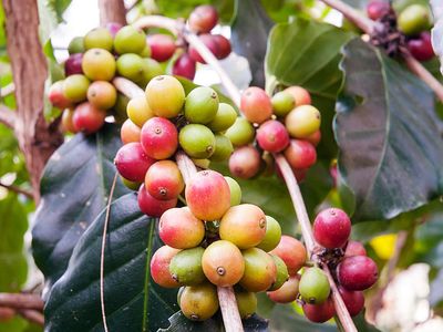 Coffee. Coffea. Caffeine. Coffee berries on a branch.