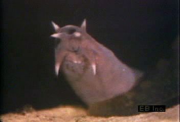 Observe the hagfish's horny teeth and scaleless exterior covering a cartilaginous skeleton