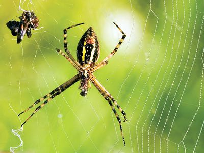 Garden spider web with captured prey.