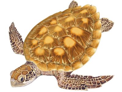 Turtle, green turtle, Chelonia mydas, chelonian, reptile, animal