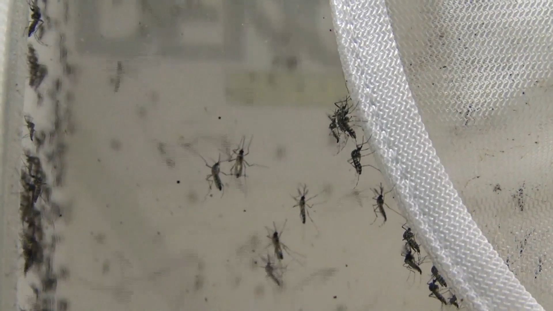 Hear about testing the effectiveness of lab-grown mosquitoes carrying Zika-blocking bacterium to combat the virus spread in Brazil, a part of “Eliminate Dengue” program