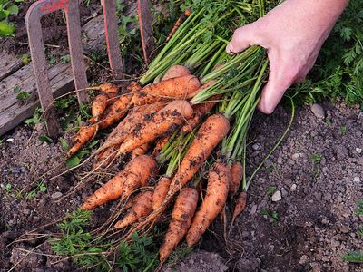 Freshly harvested bunch of carrots  (harvest; crop; root vegetable; harvesting; food; farmer; farming; garden)