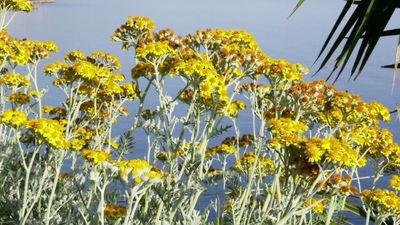 How pollen can be used to deliver medicine