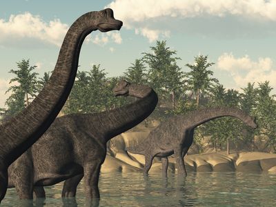 Illustration of a group of Brachiosaurus dinosaurs in the water. Sauropod late Jurassic to early Cretaceous