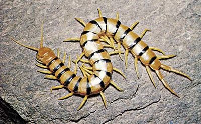 centipede