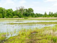 Water sits in a macro at a a restored wetland area in Starke County, Indiana May 25, 2021. The area is enrolled in the NRCS' Wetland Reserve Easement Program. The easement includes 200.6 acres of former cropland that were restored to create wetland, prairie and forest habitat for wildlife. The purpose of the macros is to provide habit and food to a variety of animals including migrating waterfowl, while returning the landscape to its natural appearance prior to the installation of drainage for agriculture and urban development.