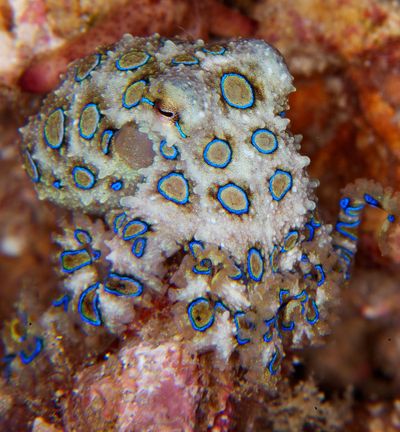 blue-ringed octopus