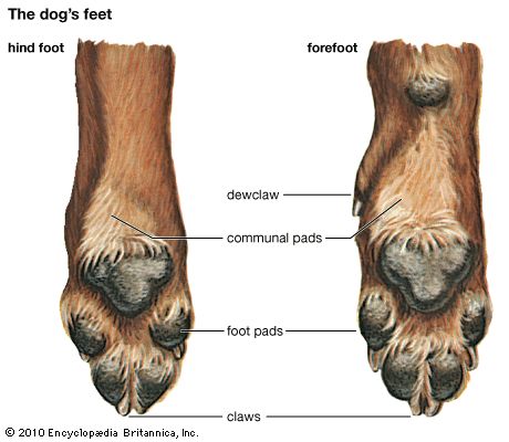 a dog's feet