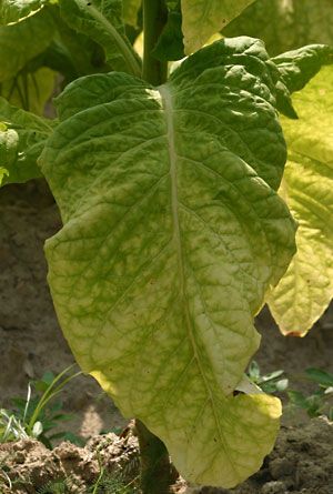 Plants such as tobacco are being explored for their potential for pharming, which entails the genetic modification of an animal or a plant for the production of pharmaceutical compounds.