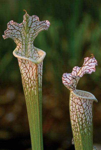 crimson pitcher plant