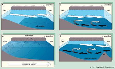 Four main types of estuaries: (A) salt wedge estuary, (B) partially mixed estuary, (C) vertically homogeneous estuary, and (D) fjord (black arrows indicate salt water and white arrows fresh).